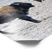 Herausforderung Elk gegen Buffalo 8x10 Fotodruck (Ecke)