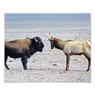 Herausforderung Elk gegen Buffalo 8x10 Fotodruck