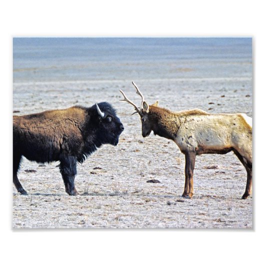 Herausforderung Elk gegen Buffalo 8x10 Fotodruck (Vorne)