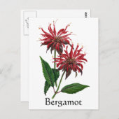 Herb Garden Series - Bergamot Postkarte (Vorne/Hinten)