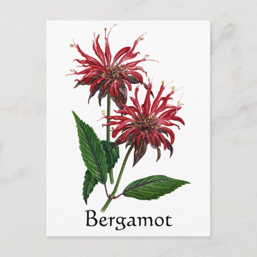 Herb Garden Series - Bergamot Postkarte (Vorderseite)