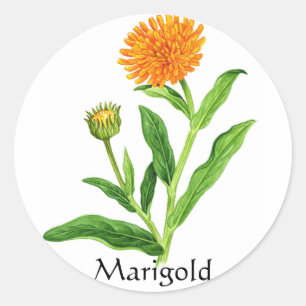 Herb Garden Series - Marigold Runder Aufkleber