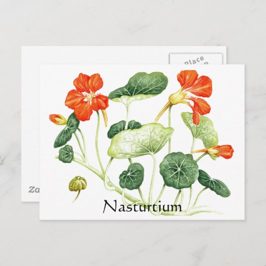 Herb Garden Series - Nasturtium Postkarte (Vorne/Hinten)