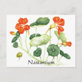 Herb Garden Series - Nasturtium Postkarte (Vorderseite)