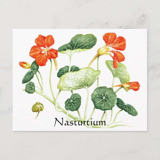 Herb Garden Series - Nasturtium Postkarte (Vorderseite)