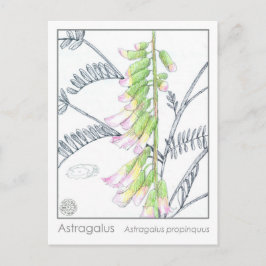 Herb Materia Medica Pflanze Astragalus Studienkart Postkarte