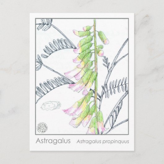 Herb Materia Medica Pflanze Astragalus Studienkart Postkarte (Vorderseite)
