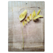 Herbarium V Klemmbrett (Rückseite)