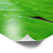 Herbergen von Blätter und Wassertropfen Fotodruck (Ecke)