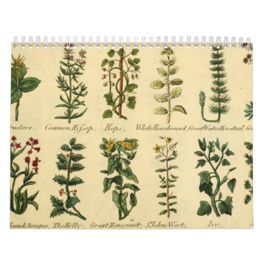 HERBS UND BOTANIKALE, Vintager Mittelalter Kalender (Titelbild)