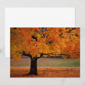 Herbst (1) (Vorne/Hinten)