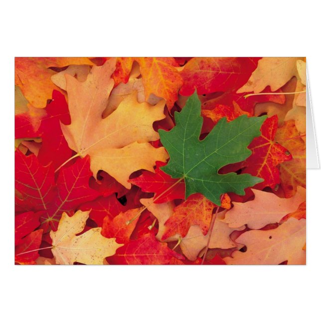 Herbst (15) (Vorderseite (Horizontal))