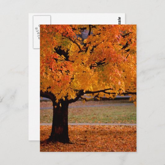 Herbst (1) postkarte (Vorne/Hinten)