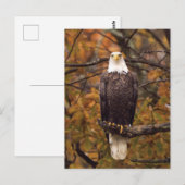 Herbst-Adler-Foto Postkarte (Vorne/Hinten)
