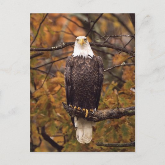 Herbst-Adler-Foto Postkarte (Vorderseite)