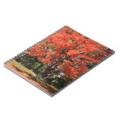 Herbst-Ahorn-Tree-Spiral-Notebook Notizblock (Linke Seite)