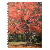 Herbst-Ahorn-Tree-Spiral-Notebook Notizblock (Vorderseite)