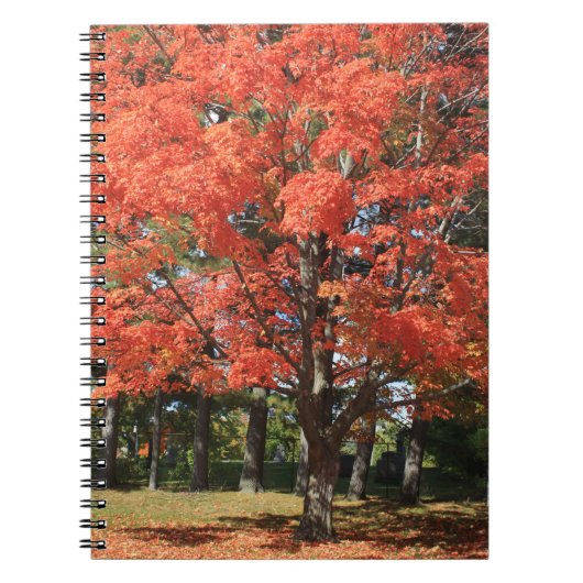 Herbst-Ahorn-Tree-Spiral-Notebook Notizblock (Vorderseite)