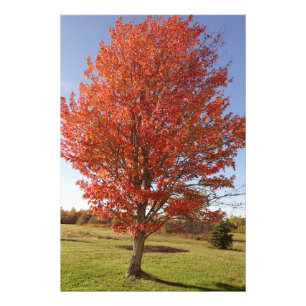 Herbst-Ahornbaum mit brennend roten Blättern Fotodruck