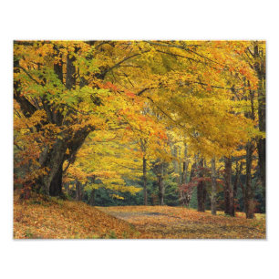 Herbst-Ahornbaum überragt Landstraße, Fotodruck