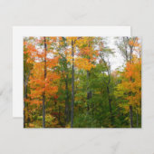 Herbst-Ahornbäume Herbstfotografie (Vorne/Hinten)