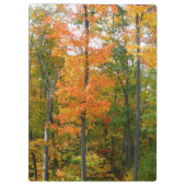 Herbst-Ahornbäume Herbstfotografie Klemmbrett (Rückseite)