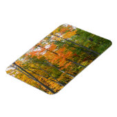 Herbst-Ahornbäume Herbstfotografie Magnet (Linke Seite)