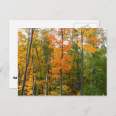 Herbst-Ahornbäume Herbstfotografie Postkarte (Vorne/Hinten)