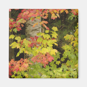 Herbst-Ahornbäume und Birke, Weiß Magnet