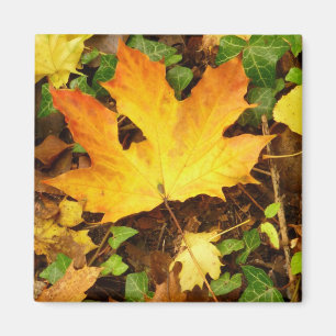 Herbst-Ahornblatt-Magnet Magnet