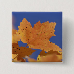 Herbst-Ahornblatt und blauer Himmel, Weiß Button