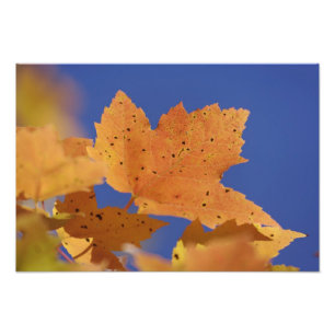 Herbst-Ahornblatt und blauer Himmel, Weiß Fotodruck