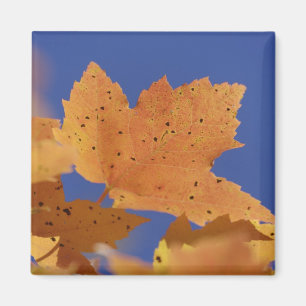 Herbst-Ahornblatt und blauer Himmel, Weiß Magnet