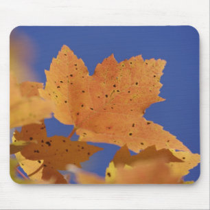 Herbst-Ahornblatt und blauer Himmel, Weiß Mousepad