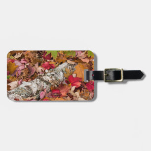 Herbst-Ahornblätter bedecken Birkenrinde im Wald Gepäckanhänger
