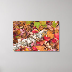 Herbst-Ahornblätter bedecken Birkenrinde im Wald Leinwanddruck
