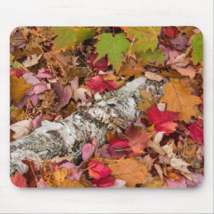 Herbst-Ahornblätter bedecken Birkenrinde im Wald Mousepad