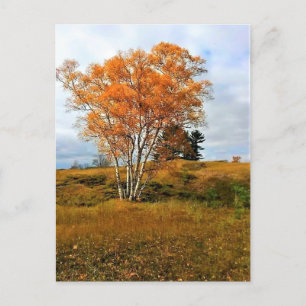 Herbst am Lake Michigan Postkarte