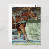 Herbst-Amish-Buggy Postkarte (Vorne/Hinten)