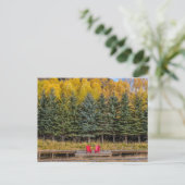 Herbst-Aspen Postkarte (Stehend Vorderseite)