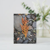 Herbst auf den Felsen Postkarte (Stehend Vorderseite)