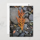 Herbst auf den Felsen Postkarte (Vorne/Hinten)