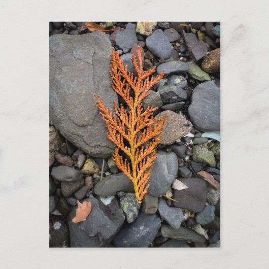 Herbst auf den Felsen Postkarte (Vorderseite)