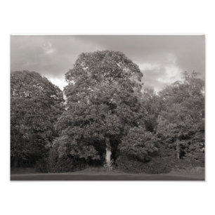 Herbst-Bäume, Hinterkanten-Park, Cardiff Fotodruck