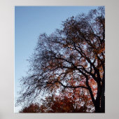 Herbst-Bäume Poster (Vorne)