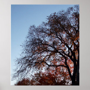 Herbst-Bäume Poster