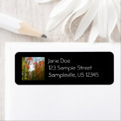 Herbst Bäume und Blue Sky Herbst Natur Fotografie (Insitu)