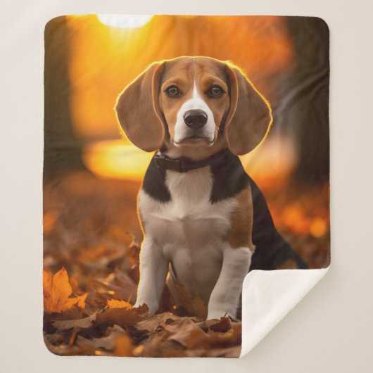 Herbst Beagle Pup Sherpadecke (Vorderseite)