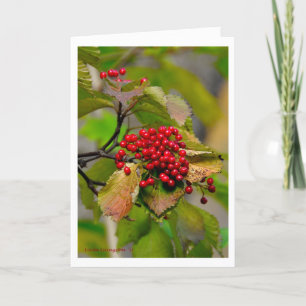 Herbst-Beeren Weihnachtskarte 2012 Feiertagskarte