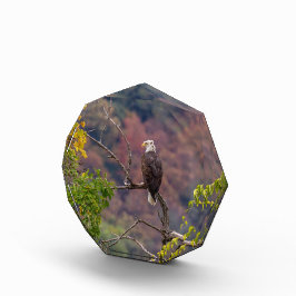 Herbst beobachten fotoblock